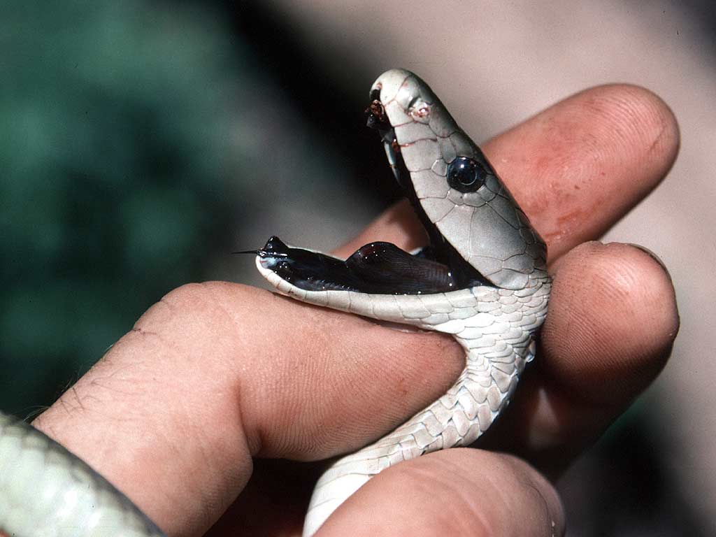 Black Mamba: The Elusive Predator of Masai Mara National Park