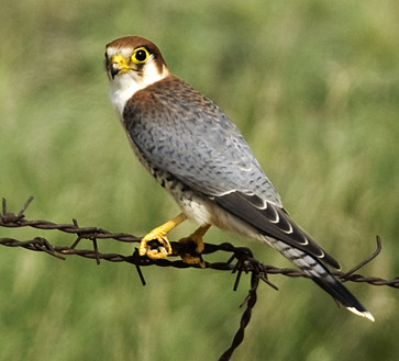 Creating Awareness: Spreading‌ the Word about the⁣ Red-necked Falcon's‍ Importance‍ in⁤ Masai Mara