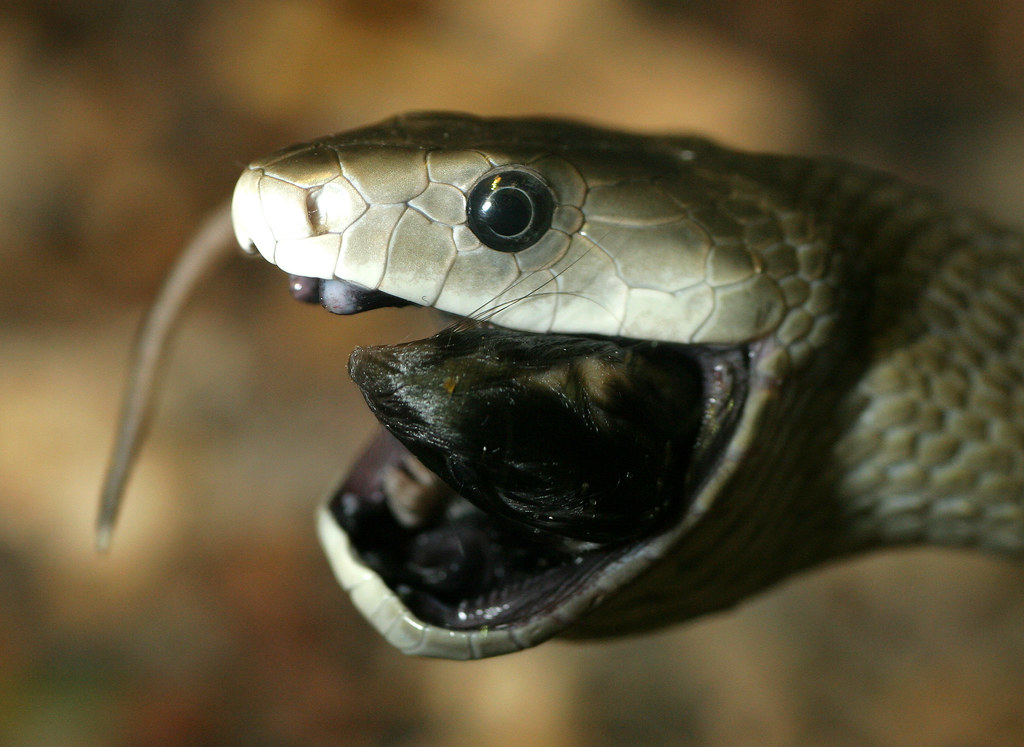 Fascinating Facts and Myths about the Black Mamba