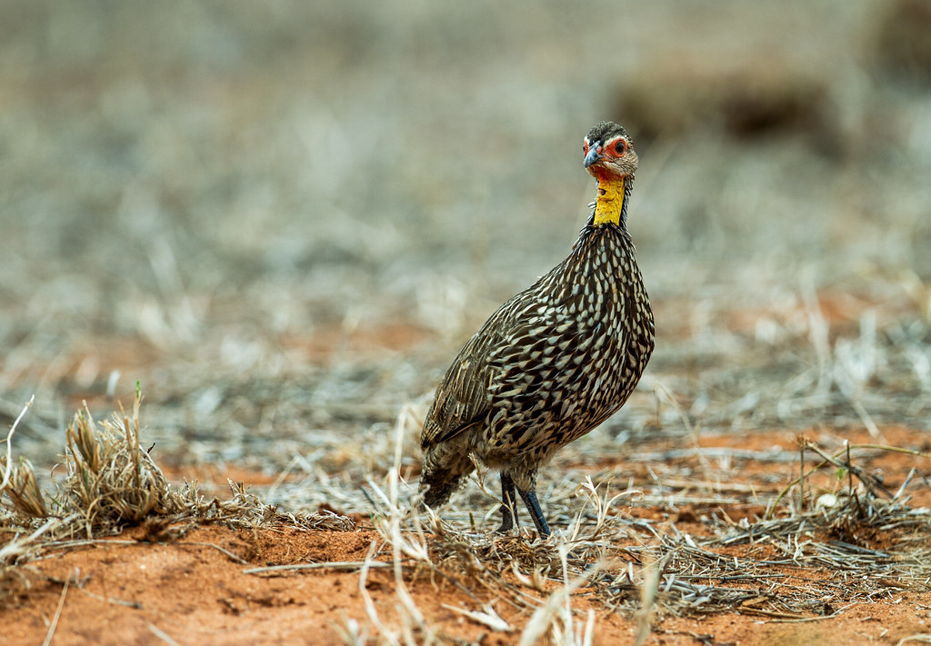 Behavioral Patterns and Habitat Preferences of the Yellow-necked Francolin in Masai Mara National Park