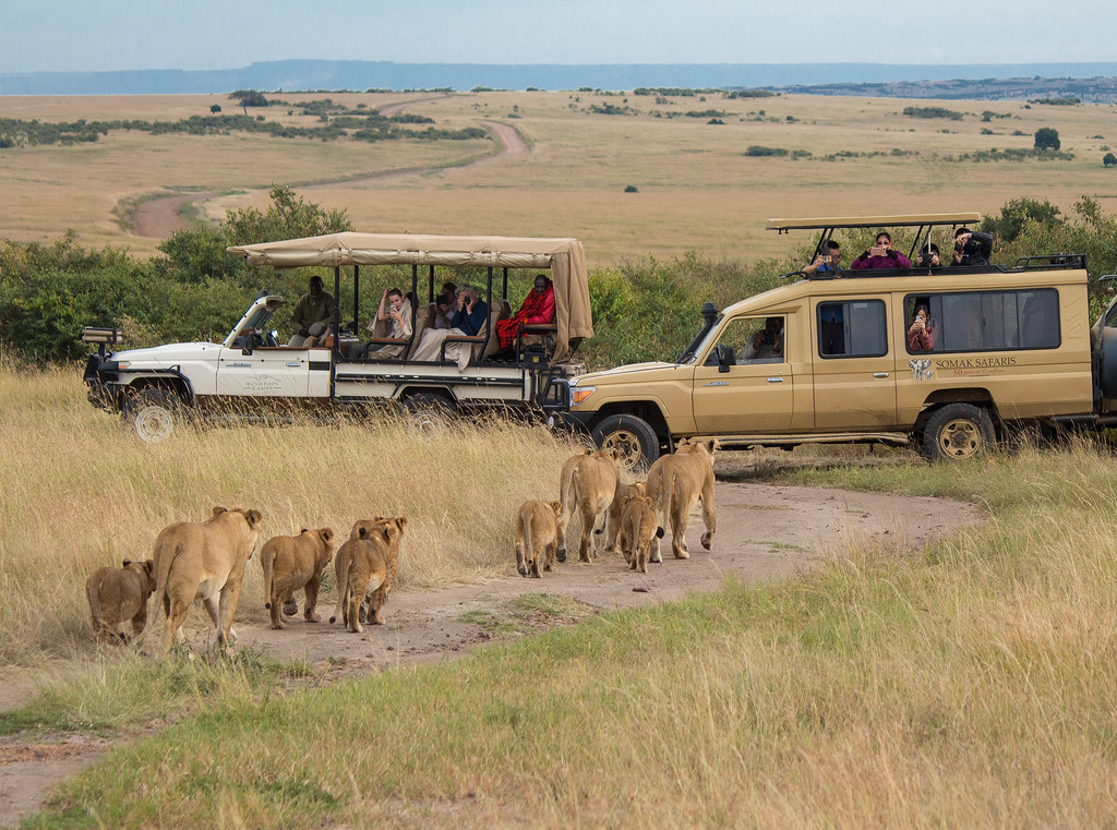 The Graceful Impalas of Masai Mara: A Majestic Sight in the National Park