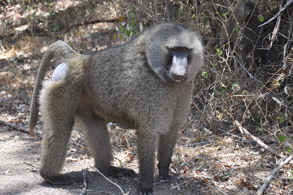 2. Dietary Patterns and Foraging ⁤Strategies of Olive Baboons ⁣in Masai Mara