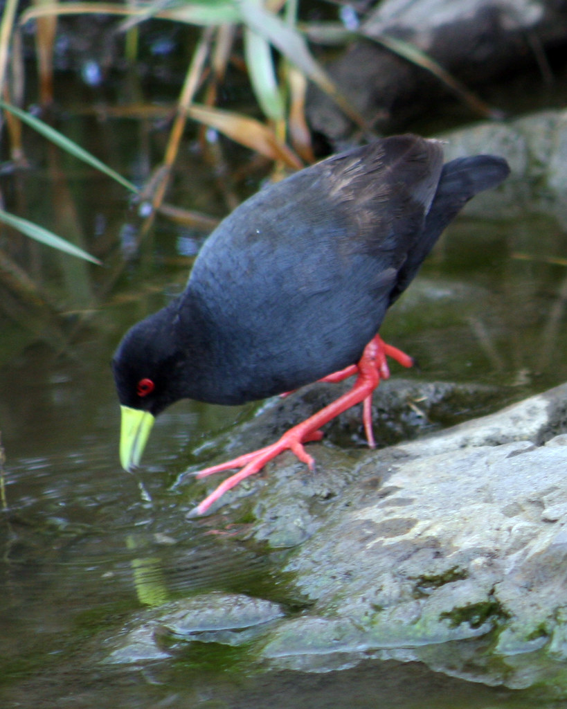 The Importance of Wetlands for‍ the ‍Survival of the Black Crake in Masai Mara​ National Park