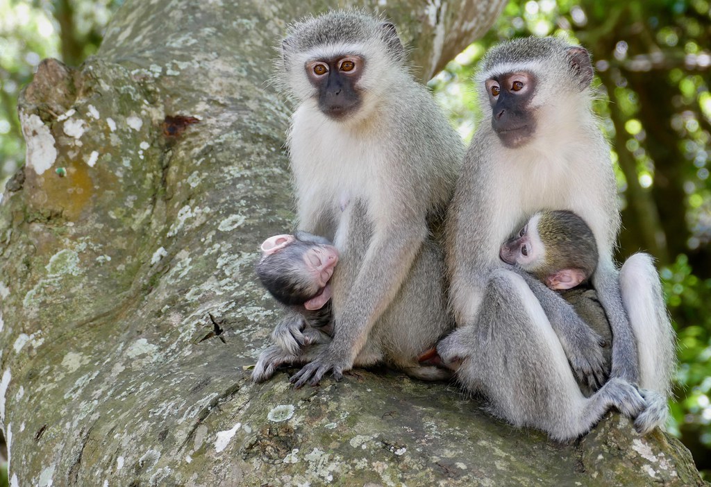 The Behavior and Social Structure of ⁣Vervet ⁢Monkeys ‍in ​Masai Mara National ⁣Park