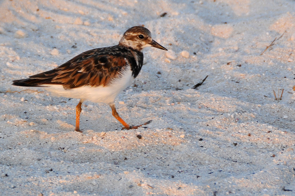 Protecting the Precious ⁢Habitats⁢ of ⁤Ruddy Turnstone in Masai ‌Mara National Park