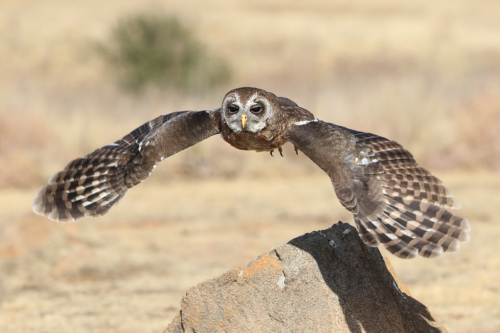 Conservation Efforts and Challenges for Preserving ⁤the African Wood Owl in Masai Mara