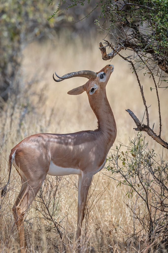 Unveiling the Enigmatic Habits and ‍Appearance‌ of⁤ Gerenuk in Masai Mara National Park