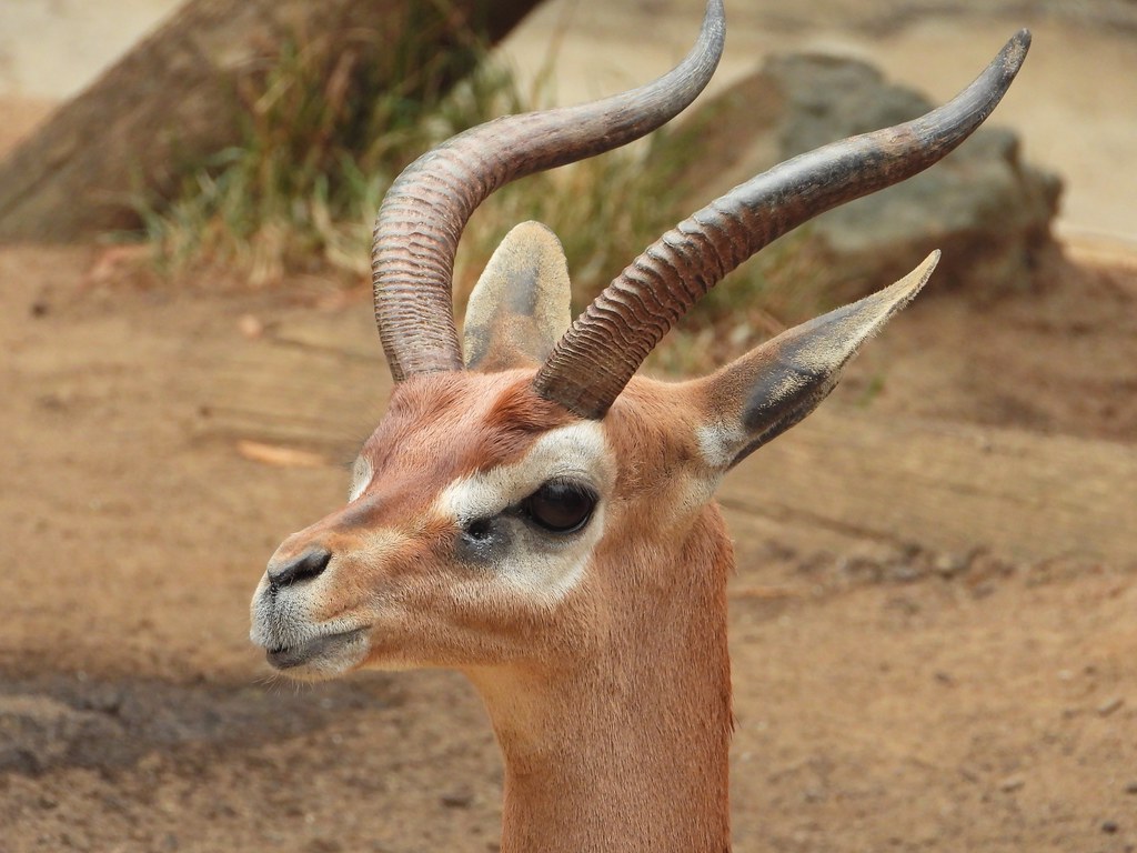 Conservation Efforts: Preserving the Gerenuk Population in Masai Mara‍ National Park