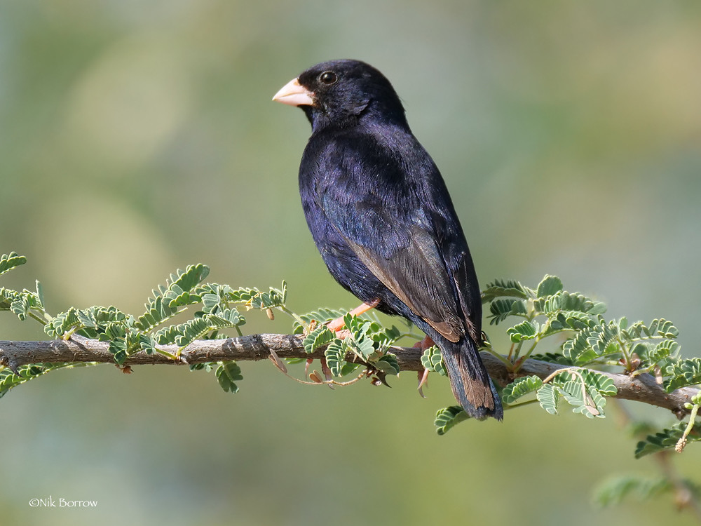 4. The Symbiotic Relationship: ​The Village Indigobird's Intriguing Interaction with Other Species in Masai Mara National Park