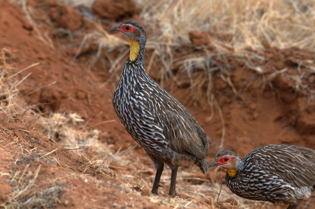 The Unique Characteristics of ​the Yellow-necked Francolin in Masai Mara National Park