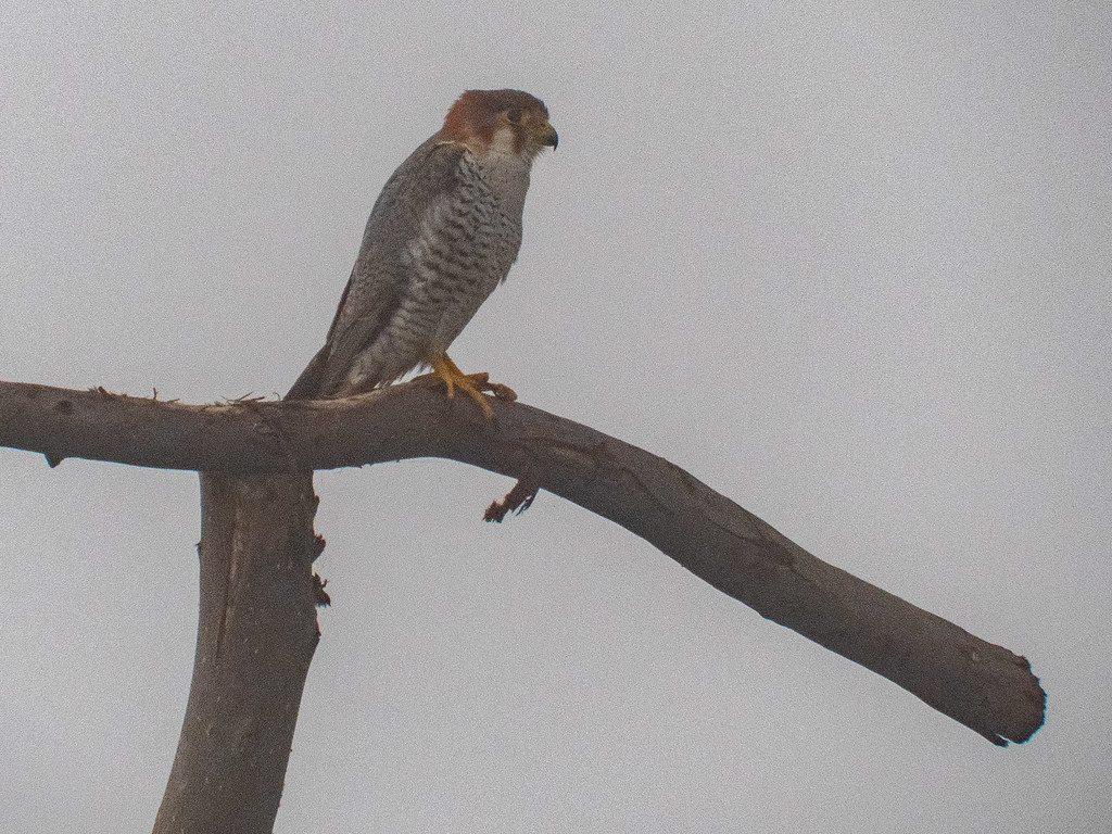 Capturing the⁣ Elegance: Photography Tips for Photographing Red-necked Falcons in Masai Mara National Park