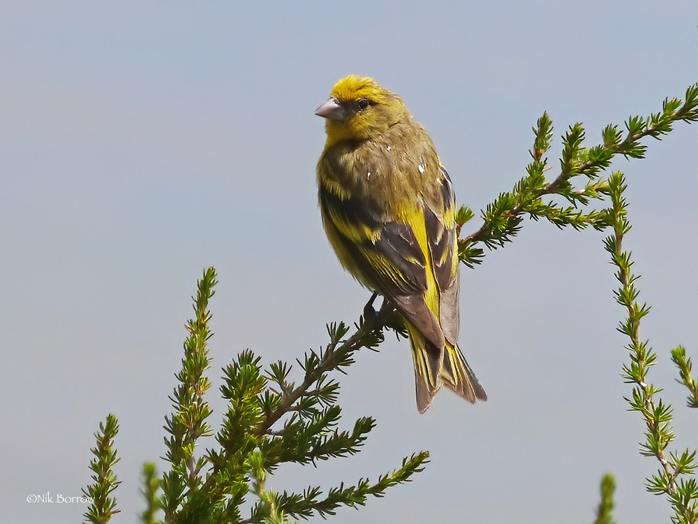 Introduction to the Yellow-crowned ​Canary: A⁣ Marvel of Masai⁢ Mara National Park