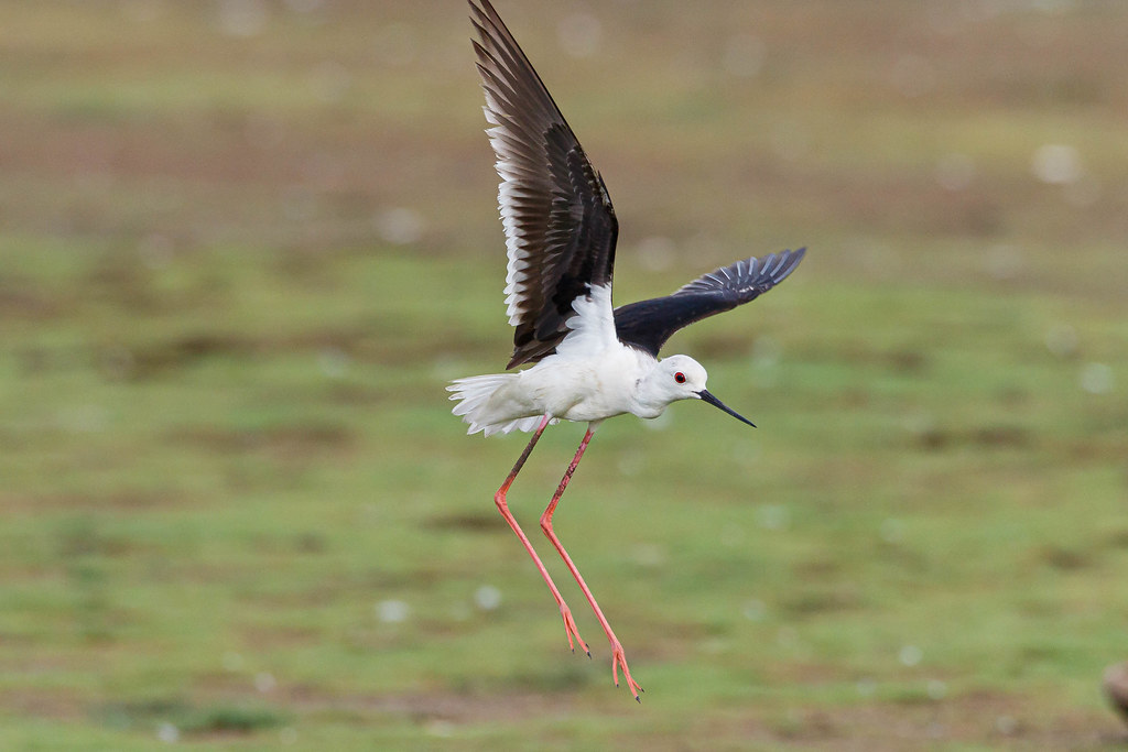 A Biodiversity Gem: Black-winged Stilts in Masai Mara National Park