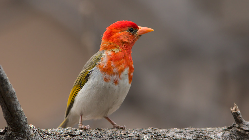 Exploring ‌the Breathtaking Plumage and Unique Characteristics of the‌ Red-headed Weaver