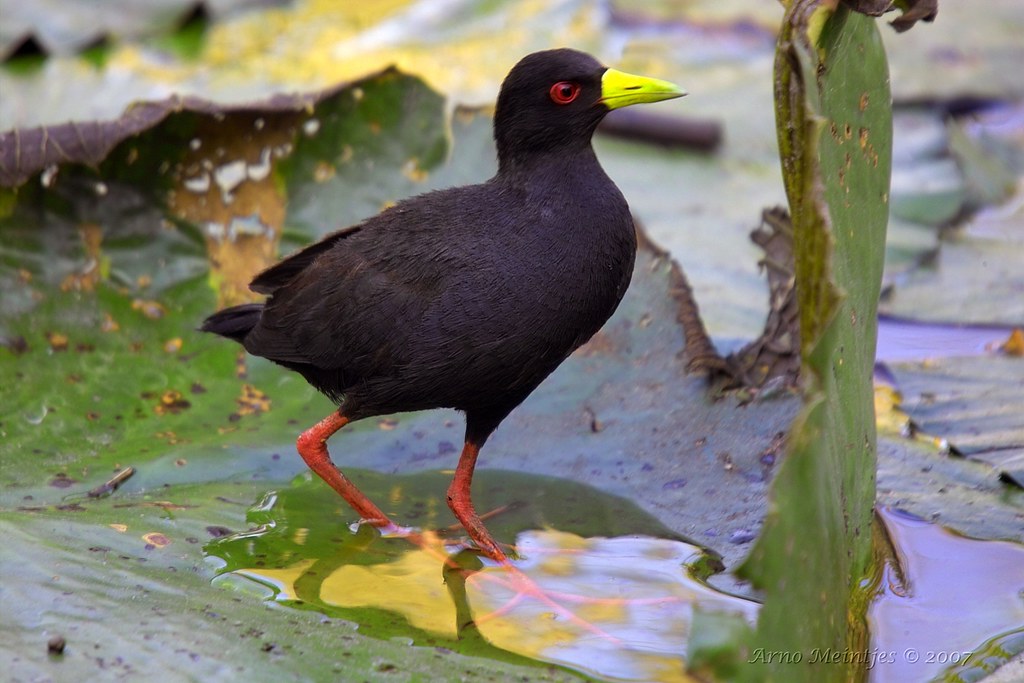 The Various‌ Habitats of the Black Crake in Masai Mara National Park