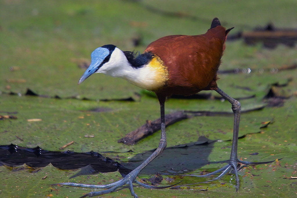 1. Unveiling the African ‍Jacana: A Closer Look at this Marvel of Adaptation