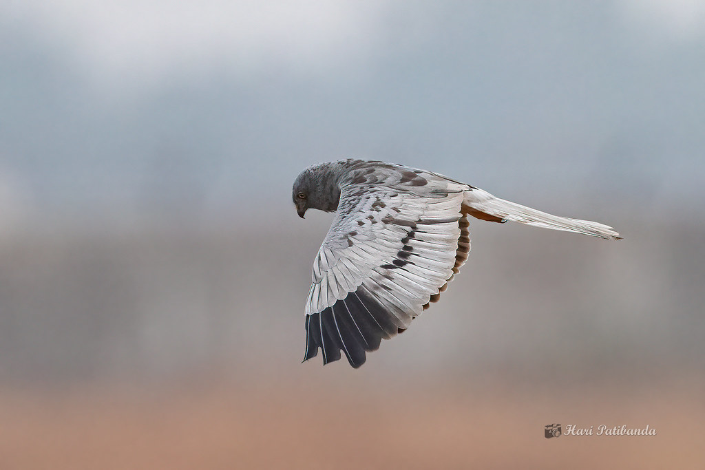 Seasonal Consistency: The Best Time ‌to Observe Montagu's Harriers in Masai Mara ⁤National Park