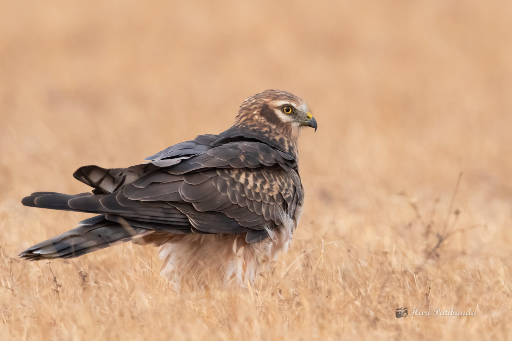 Discovering the Montagu's Harrier: Physical Characteristics and Unique Adaptations