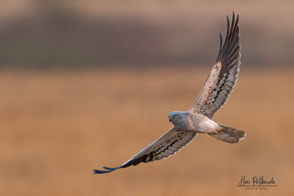 The Majestic Montagu's Harrier: ⁣A Magnificent Sight in Masai Mara National Park