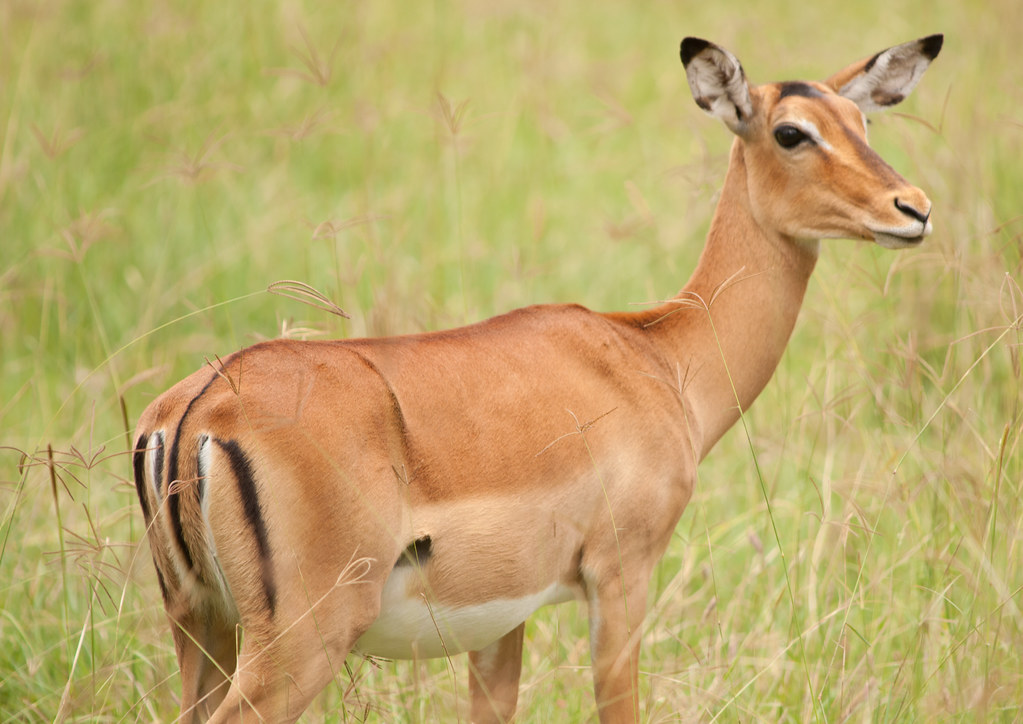 Tips for Photographing Impalas in Masai Mara National‍ Park