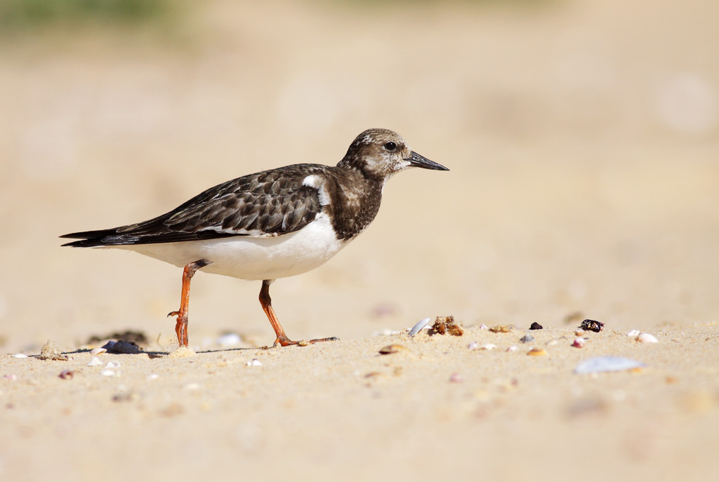 Understanding‌ the Role of Ruddy‌ Turnstone in ‌the Ecosystem​ of Masai Mara National Park