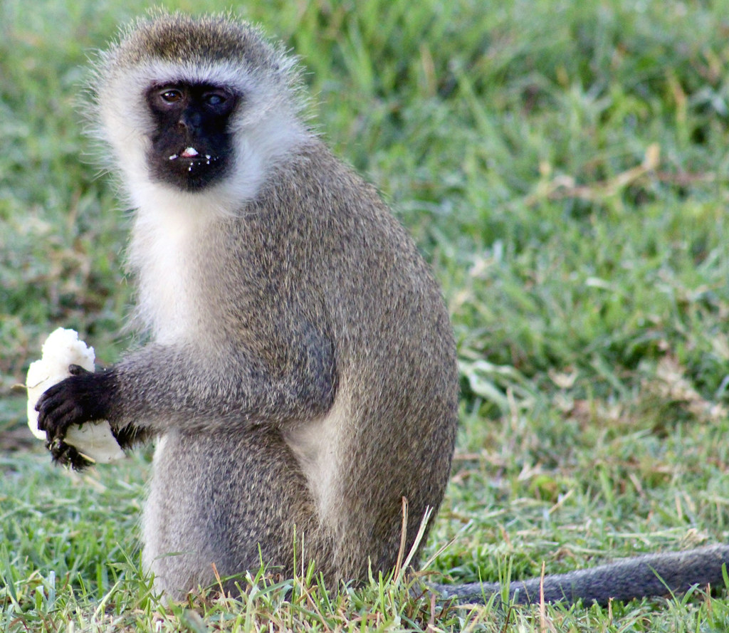 Observing ⁢Vervet Monkeys: Tips for a Memorable Wildlife Experience