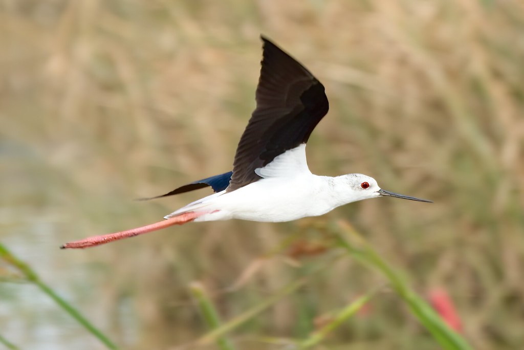 Conservation Efforts and Challenges for Black-winged Stilts⁣ in Masai‍ Mara National ⁢Park