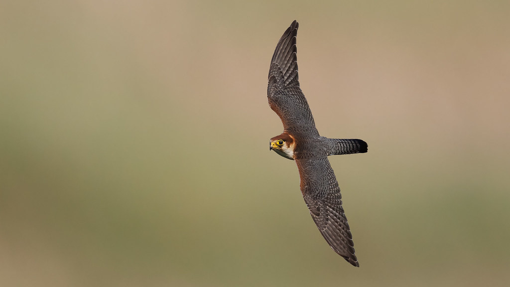 Meeting the Red-necked Falcon: A Majestic Bird of the Masai Mara National Park