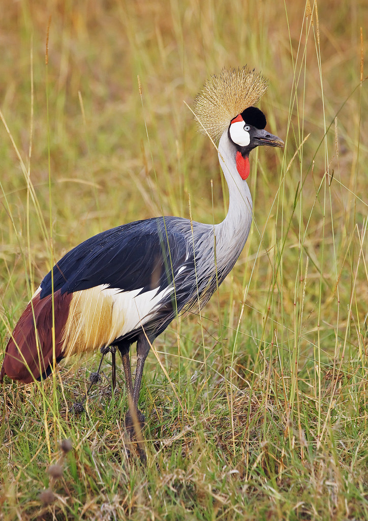 Conservation Efforts:⁢ Protecting the Grey​ Crowned Crane⁤ in Masai Mara National Park