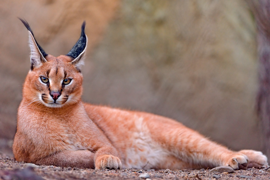 Promoting Sustainable Tourism: Responsible Practices to Safely‌ Observe Caracals in Masai Mara National Park