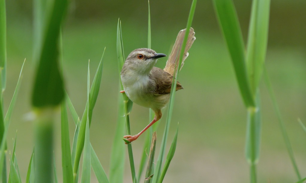 The Remarkable Behavior and Nesting Habits‍ of Tawny-flanked Prinias