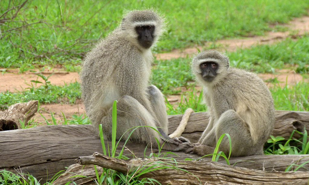 Contribution of Vervet Monkeys to the Ecosystem ⁣of Masai Mara National Park