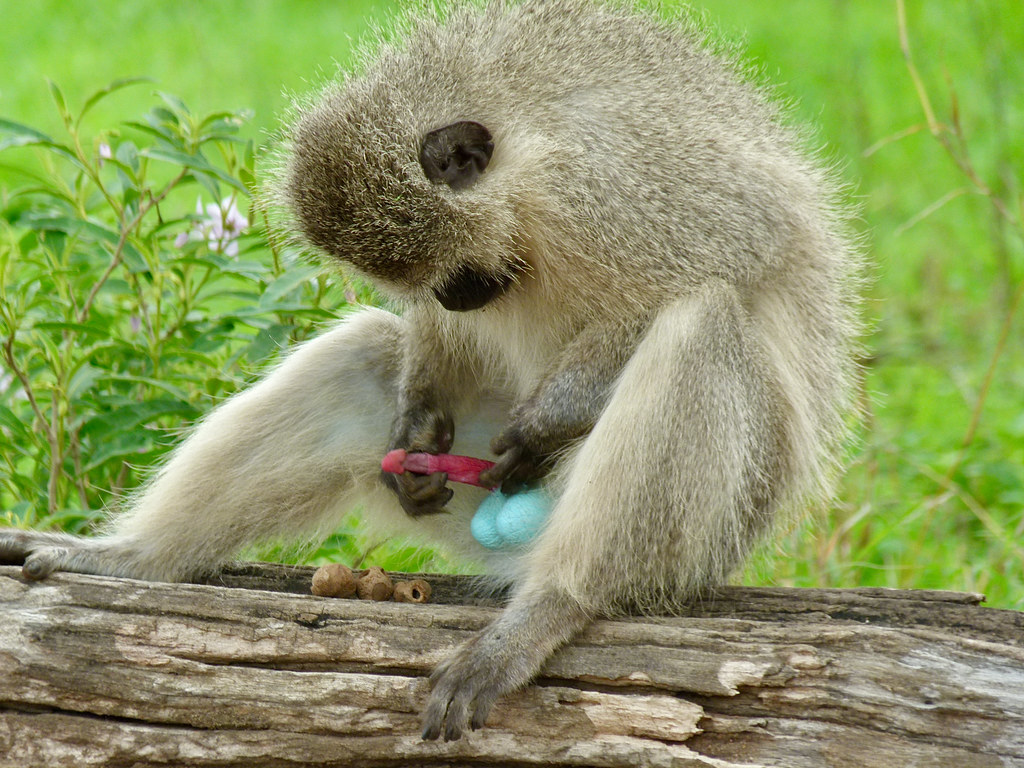 Preserving Vervet Monkey Habitat: ⁢Strategies for Sustainable Conservation