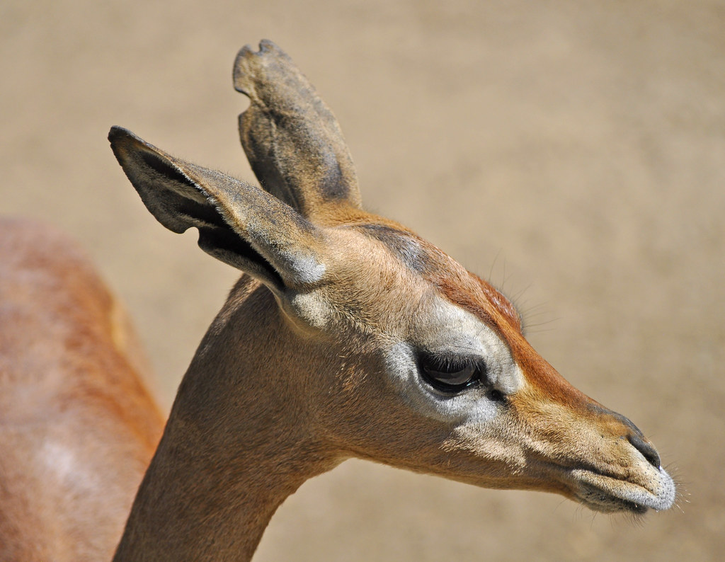 Gerenuk: The Unique Acrobats of⁢ Masai‍ Mara National Park