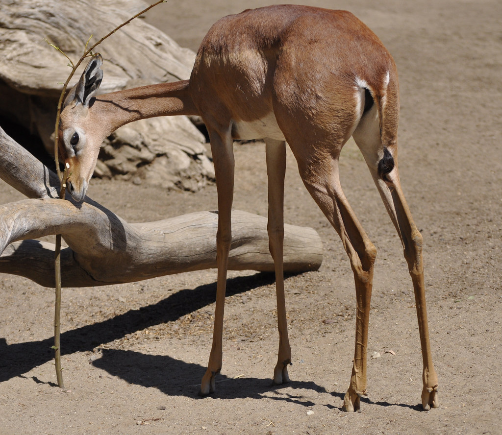 Insider Tips: ⁤Ideal Spots in Masai Mara National Park to Observe Gerenuk in Action