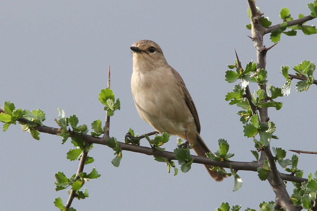 Insider Tips for Spotting and Photographing the African⁢ Grey Flycatcher in‌ Masai Mara ‌National Park