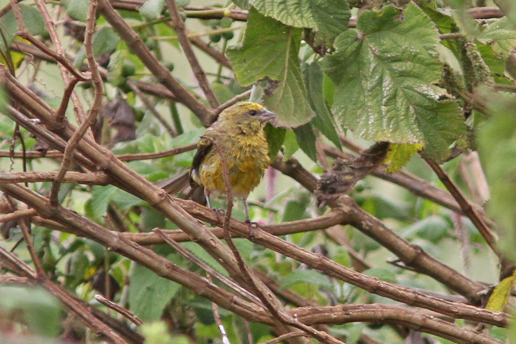 Conservation Efforts: Protecting the ⁤Yellow-crowned Canary Population in Masai Mara National⁤ Park