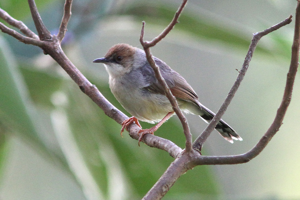 Habitat⁤ and Distribution of ‍the Red-faced‍ Cisticola in Masai Mara National Park