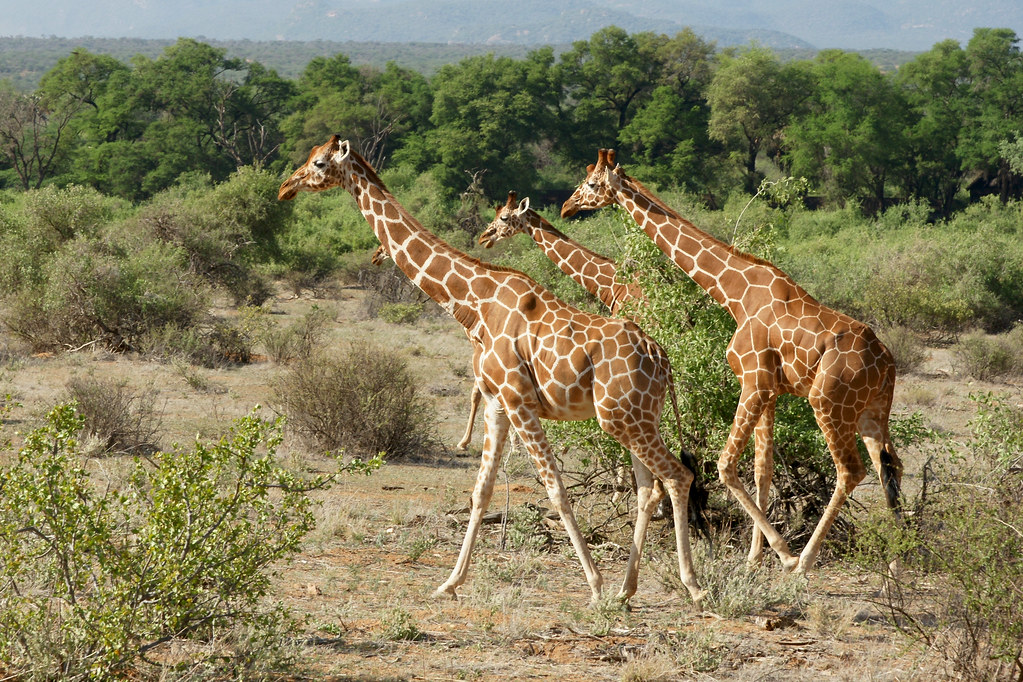 Unveiling the Unique Features ‍of Reticulated Giraffes in Masai Mara National ⁢Park