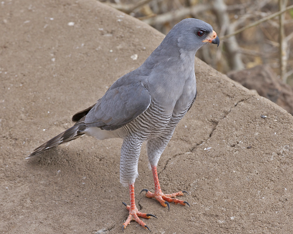 The Graceful⁤ Hunter: Exploring the Majesty of the Gabar Goshawk in Masai Mara⁤ National Park