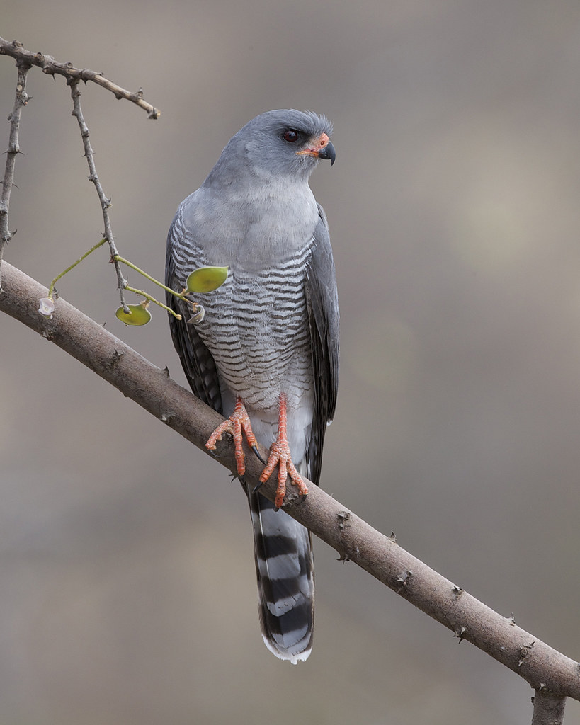 4. Navigating the Skies: Observing the Flight Patterns and Adaptations of the Gabar Goshawk in ‍Masai‍ Mara