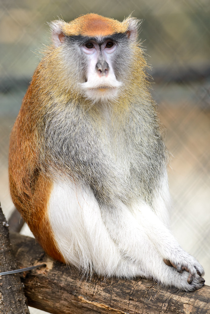 - Conservation Efforts: How to Safeguard Patas Monkey Populations in Masai Mara National ⁣Park