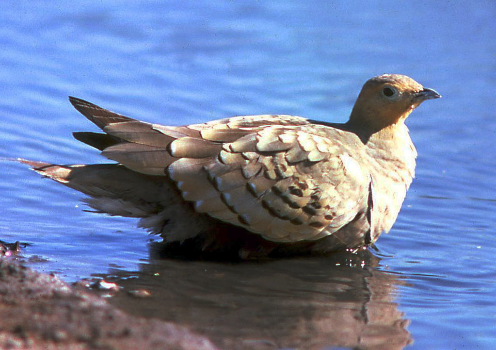 Conservation ⁣Efforts: Promoting the Protection of Chestnut-bellied Sandgrouse⁣ in Masai Mara