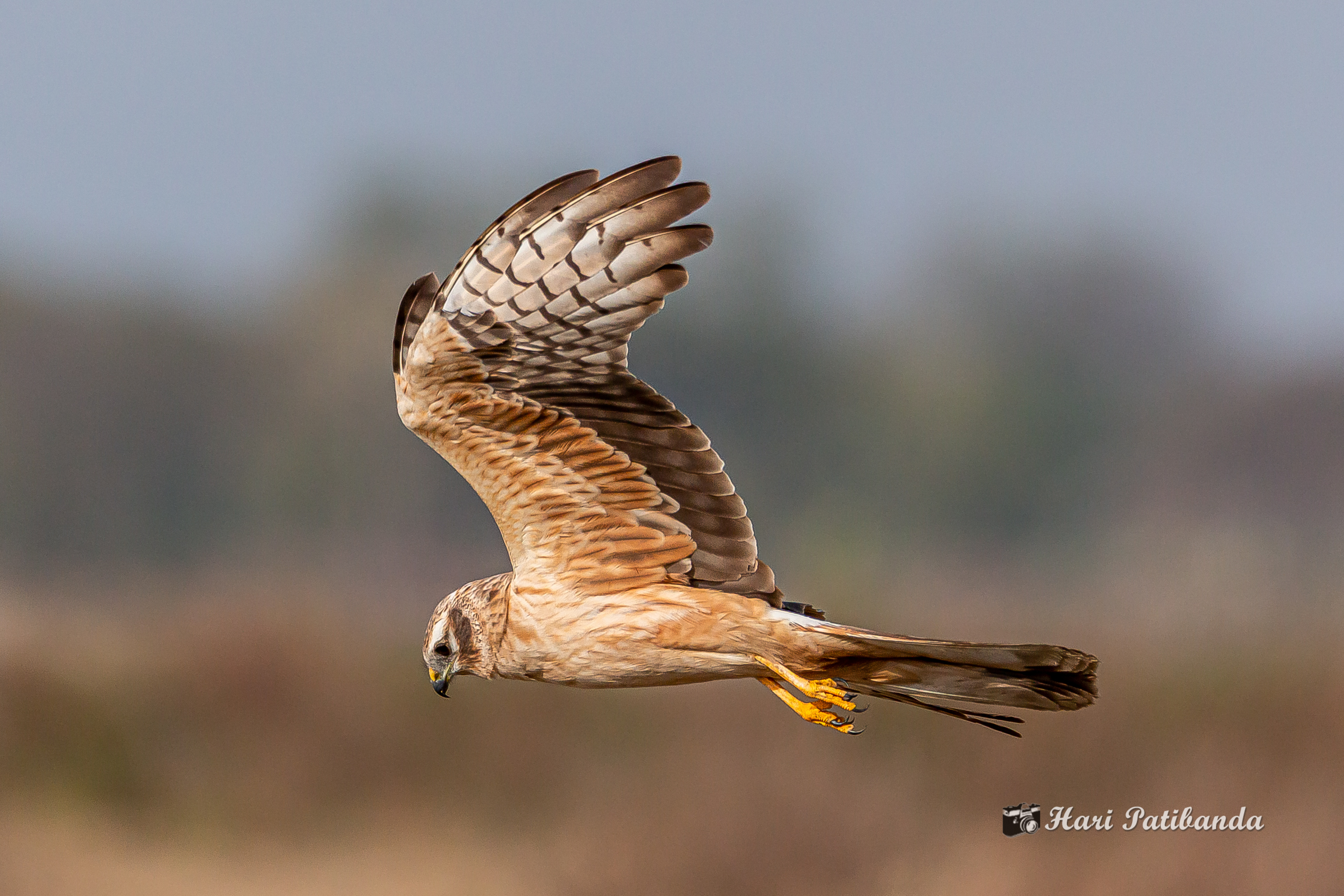 Preserving Montagu's Harrier Habitat: Recommendations for Sustainable Tourism in Masai Mara National Park