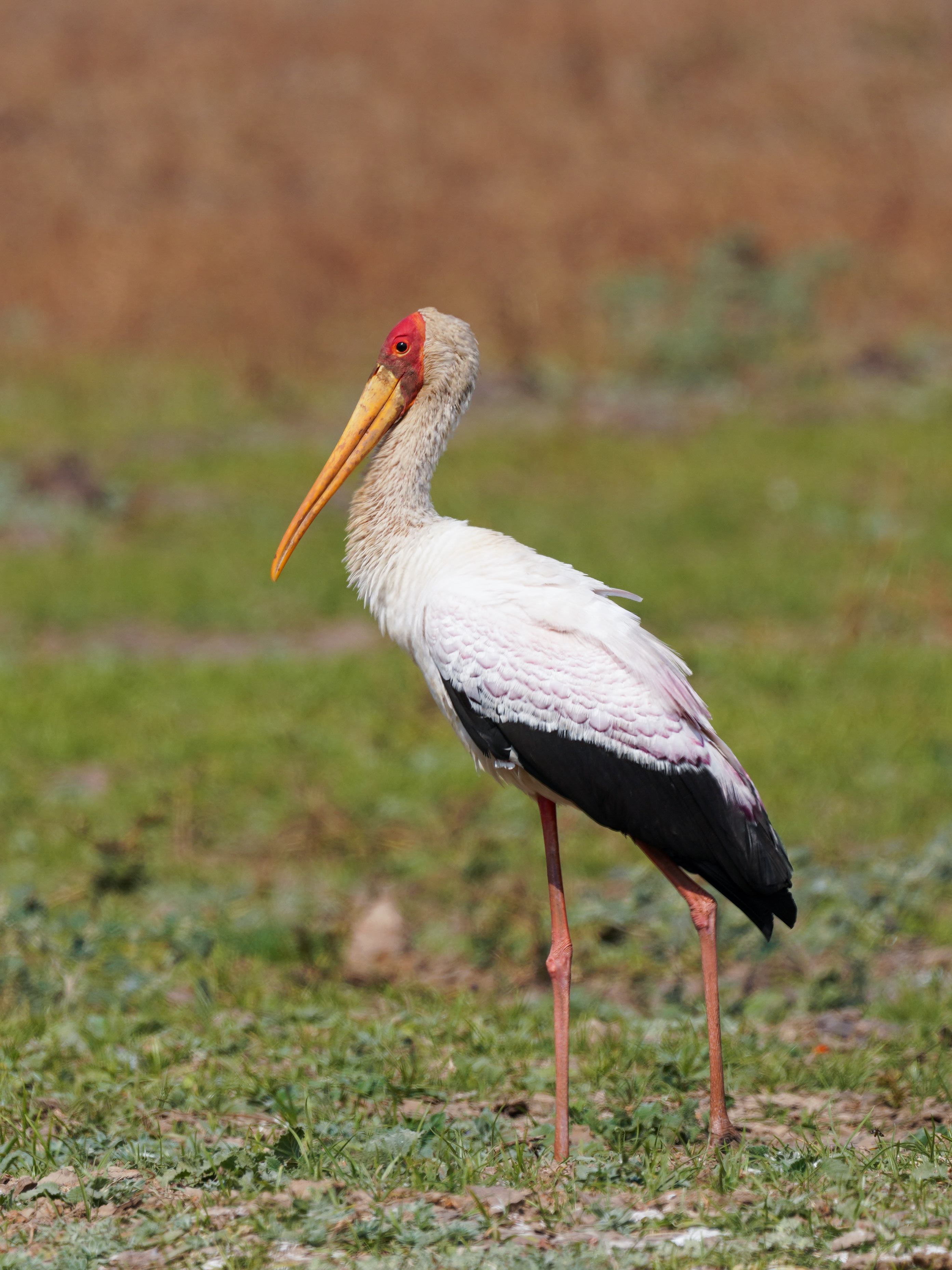 Feeding Habits and ⁢Behaviors: Insights into⁤ the Yellow-billed Stork's Diet