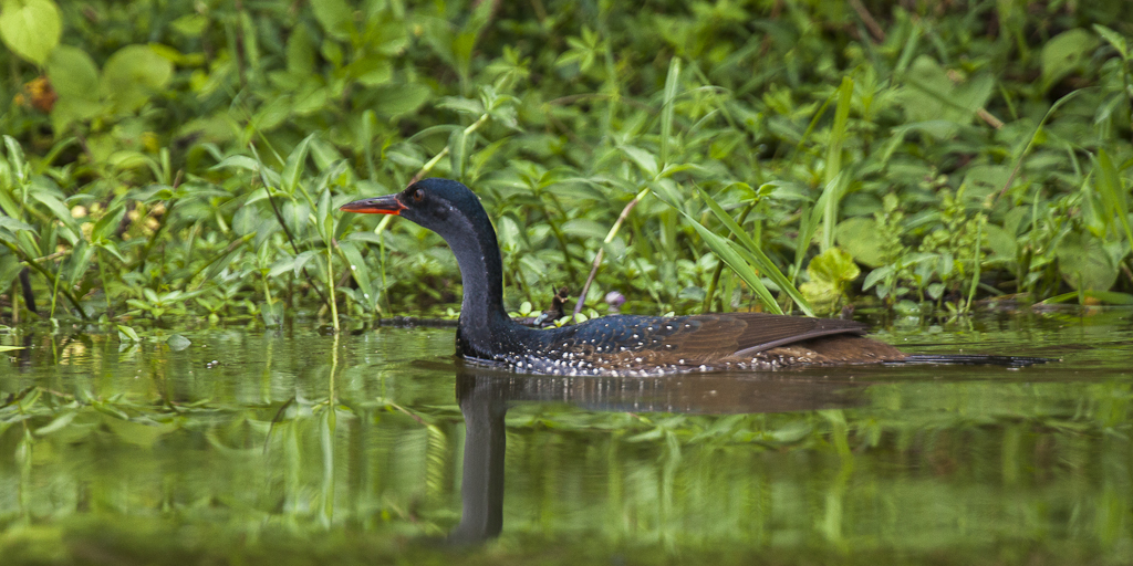 3. Conservation Challenges: Threats to the African Finfoot Population in Maasai Mara