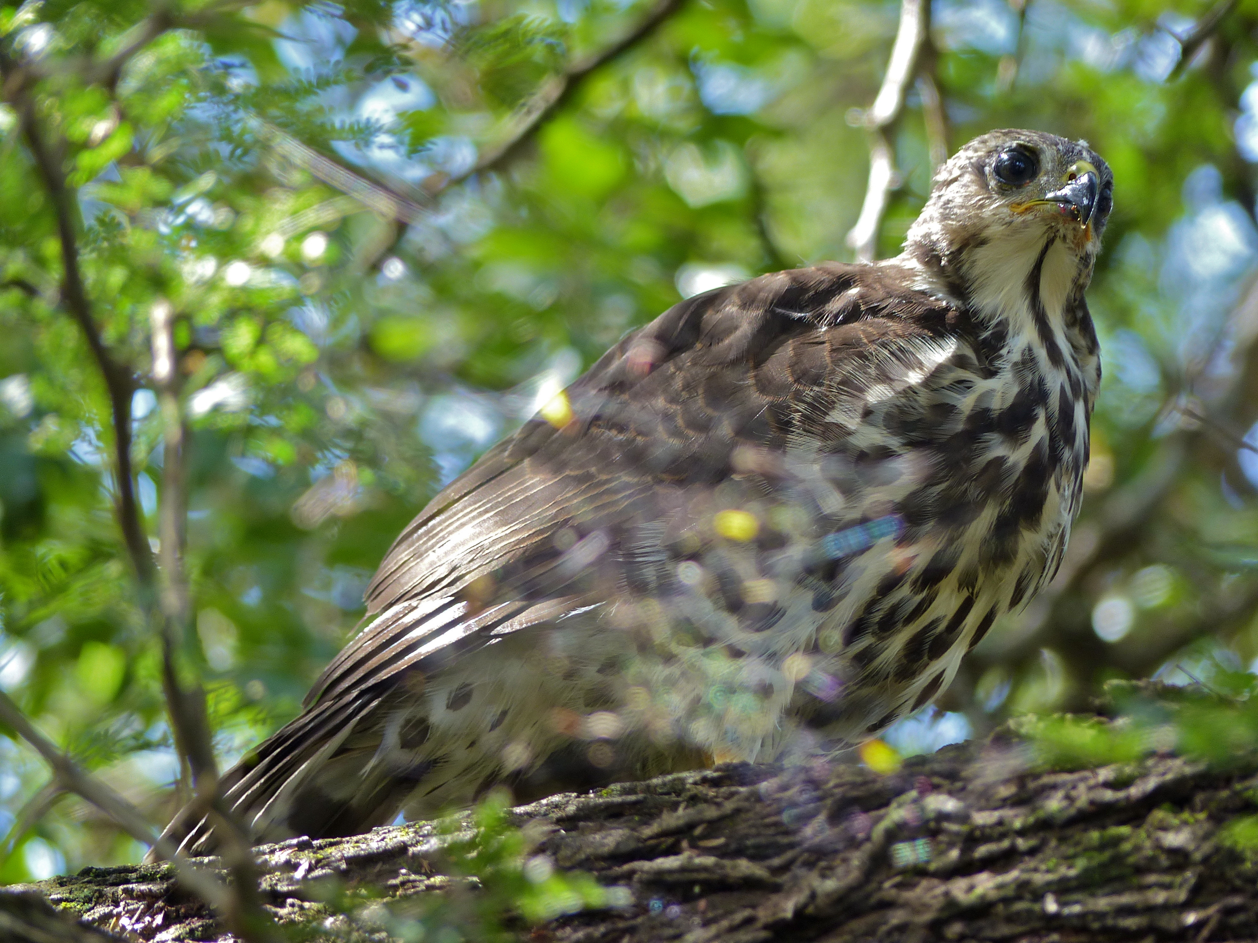 Understanding the Habitat and Behavior of the African Goshawk in the Masai Mara