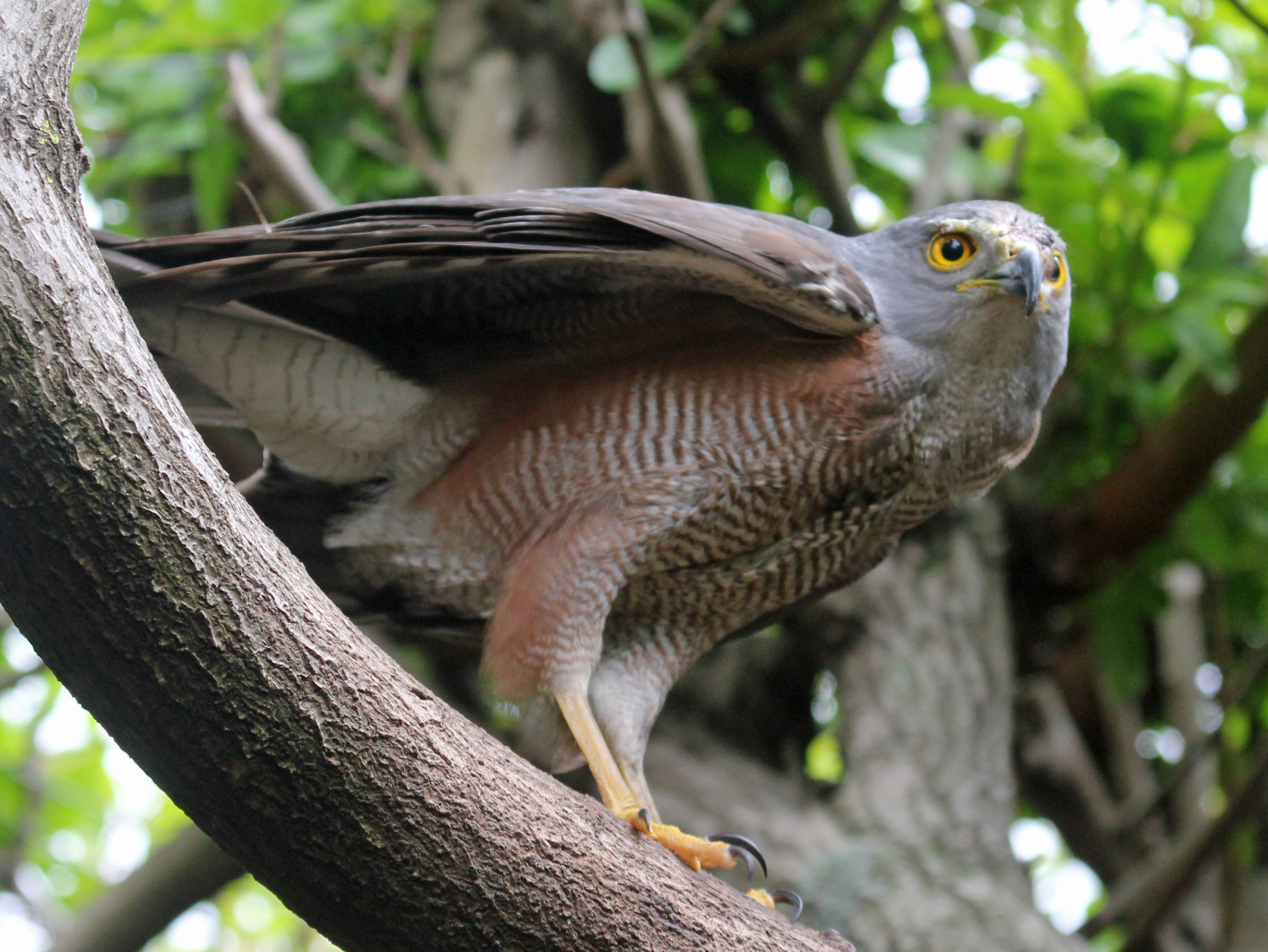 Best Practices for Birdwatchers: Tips ⁣for ⁣Observing the African Goshawk⁢ in⁤ the Masai Mara