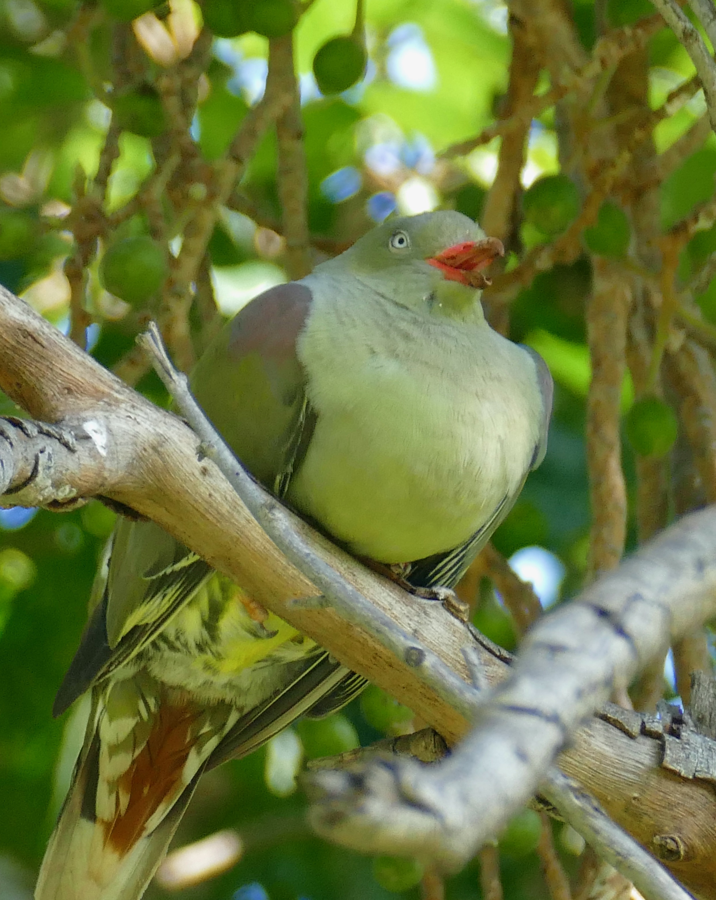 Understanding the Habitat and Diet of⁤ African ⁣Green Pigeon in Masai Mara National Park