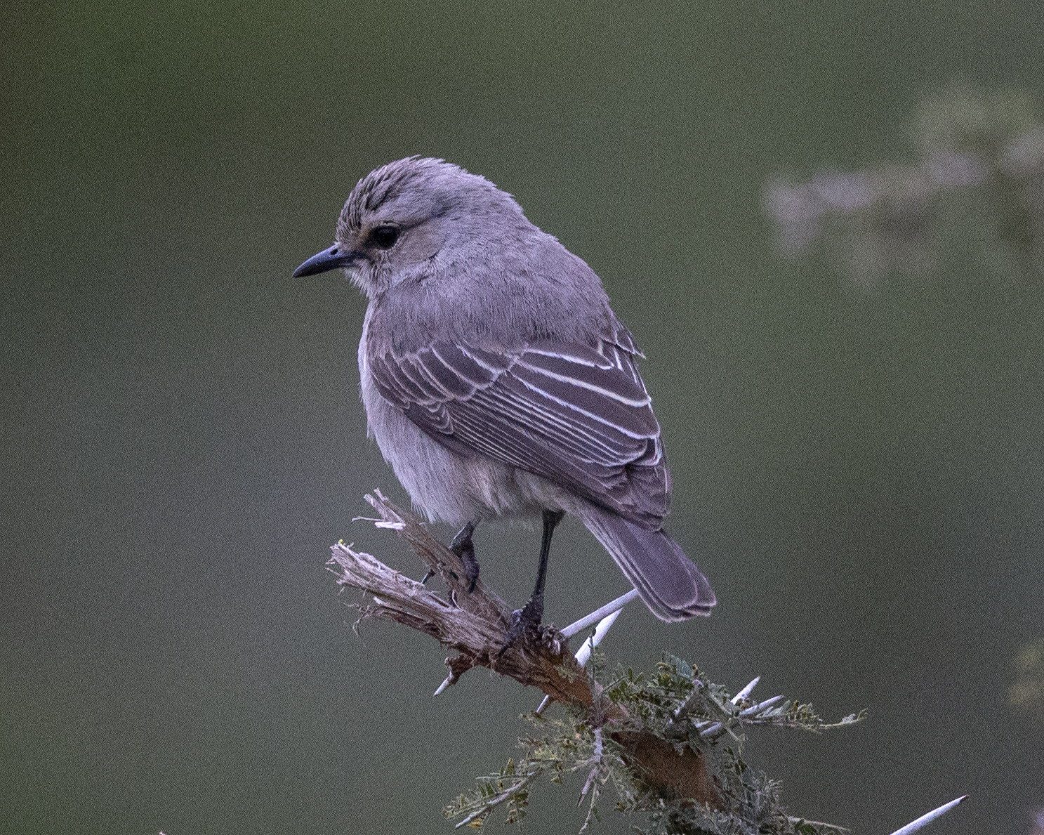 The African Grey Flycatcher's Unique‍ Adaptations for Survival:‍ Feathers, Beak, and Song